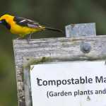 A male hooded oriole perches on sign at the Juneau Community Garden on Tuesday. Birders from around Alaska are flocking to Community Gardens for an extremely unusual sight: a hooded oriole, a black and yellow or orange bird never before seen in the state. The bird's winter range is typically in Mexico and California; it's frequently seen around palm trees.Fourteen-year-old birder Owen Squires on Sept. 19 was the first to identify the bird. His mother, Marsha Squires, was the first to sight it. For the full story on the exciting find, video, and theories as to why the bird might be in Alaska, check out Friday‚s Juneau Empire outdoors section.