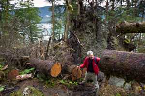 Eric Kueffner stops Wednesday to count the growth rings in trees blown down last winter along the DuPont Trail. Trail Mix cleared and opened the trail in May.