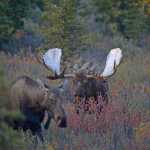 A bull moose known as "Scarface" approaches a cow moose on Tuesday in Denali National Park and Preserve. According to park rangers Scarface has a harem of more than 10 cows.