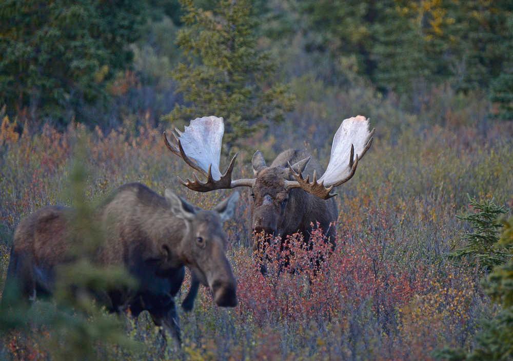 A bull moose known as "Scarface" approaches a cow moose on Tuesday in Denali National Park and Preserve. According to park rangers Scarface has a harem of more than 10 cows.