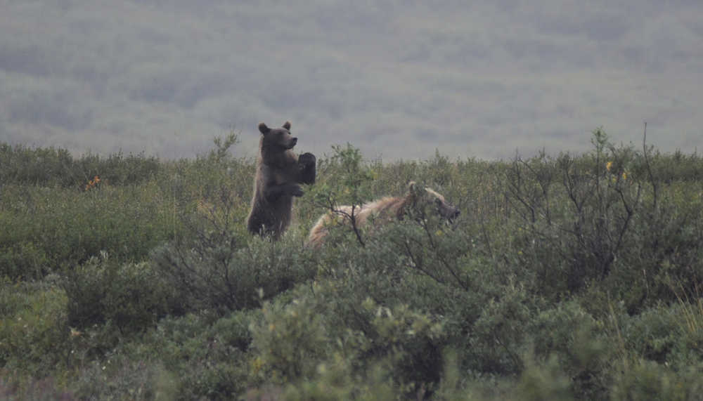 Denali: New name, same park
