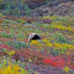 Denali: New name, same park