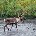 Denali: New name, same park