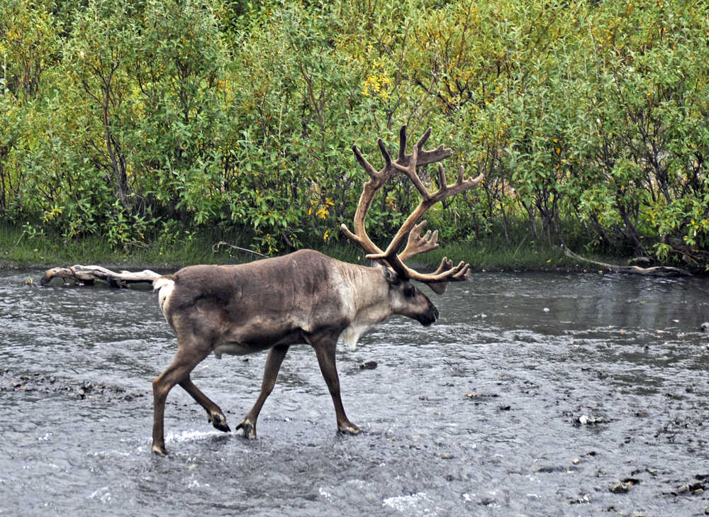 Denali: New name, same park