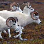 Dall Sheep are shown walking on top of Primrose Ridge, also known as Mt. Margaret, towards a high mountain ledge in the fog in the Denali National Park and Preserve August 27th. The alpine tundra on the broad ridge top is surrounded by numerous spur ridges and drainages. Dall sheep are prevalent throughout the high mountains within the park and use the ridges and steep slopes for feeding and resting, and the rocks and crags to elude predators. KLAS STOLPE / JUNEAU EMPIRE