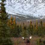A bull moose known as "Scarface" walks in a taiga meadow on Tuesday at Denali National Park and Preserve.