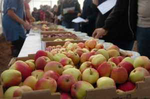 FILE - In this Sunday Sept. 20, 2015, file photo, apple samplers walk past several varieties as they score them during an apple tasting at O'Brien Garden and Trees in Nikiski, Alaska.