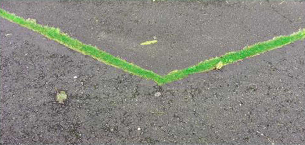 A chevron of grass pushes its way triumphantly through a crack in a Twin Lakes sidewalk.