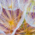 Colorful windblown seed pods.