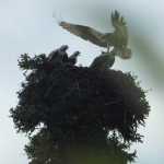 An osprey arrives at its nest with a fish for its chicks. This was a surprise and a blade of grass decided to photobomb the image.