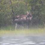 A cow moose and her two calves pause on the banks of Quiet Lake.