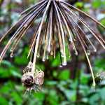 Depleted seed head along Brotherhood Bridge Trail on Sept. 27.