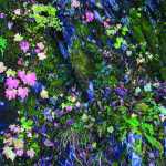 Leaves and moss grow at False Outer Point.