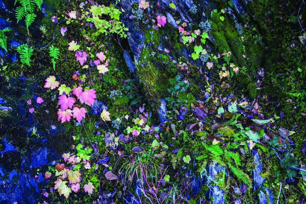 Leaves and moss grow at False Outer Point.