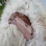 This is a hide from a mountain goat harvested in December. At this point, Rofkar will begin removing the wool and guard hair. The two then need to be separated, a process that can take more than 100 hours per goat when done by hand.