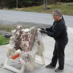 Ravenstail weaver Teri Rofkar pulls wool and hair off a late-season hide.
