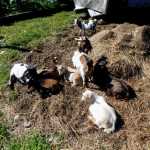 Some of the 30-plus goats owned by the Nelson family of Petersburg.