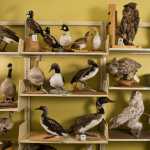 This photo taken Sept. 24 shows mounted geese, owls and waterfowl, part of the furs, mounts and skulls collection, stored inside University of Alaska Anchorage Consortium Library in Anchorage. The collection is housed in a staff-only section of the library, but search the catalog for realia, the library classification for real, 3D objects, and any object can be yours. For two weeks at a time, as long as you have an ARLIS, UAA or Anchorage library card.