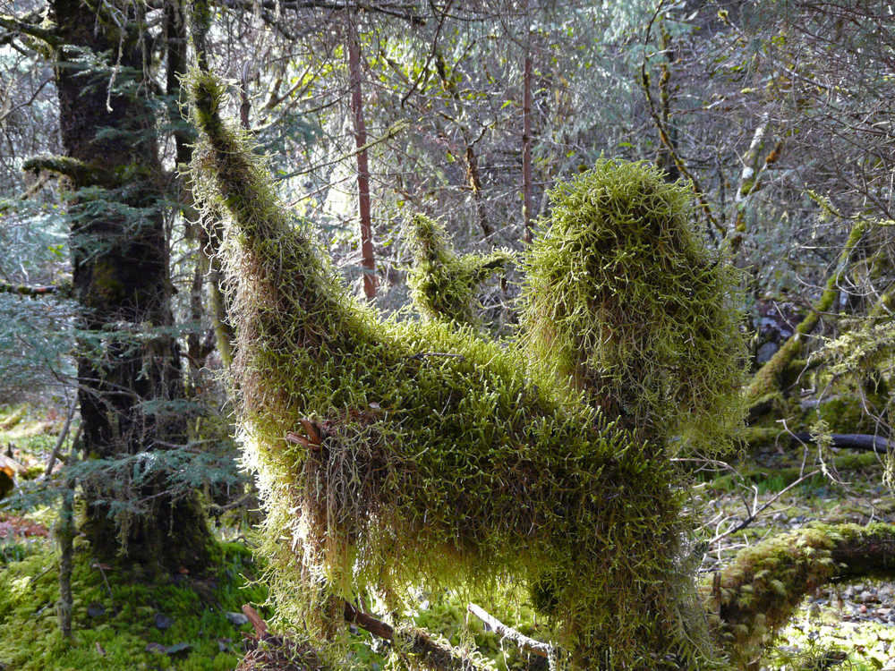 Reaching for the sun.