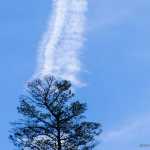 Jet contrail and lone tree.