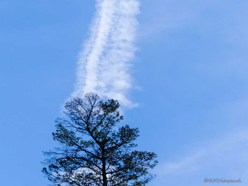 Jet contrail and lone tree.
