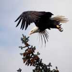 A bald eagle launches from a tree at Point Louisa Oct. 7.