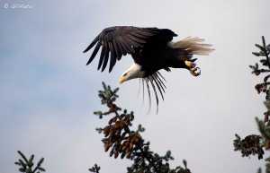 A bald eagle launches from a tree at Point Louisa Oct. 7.
