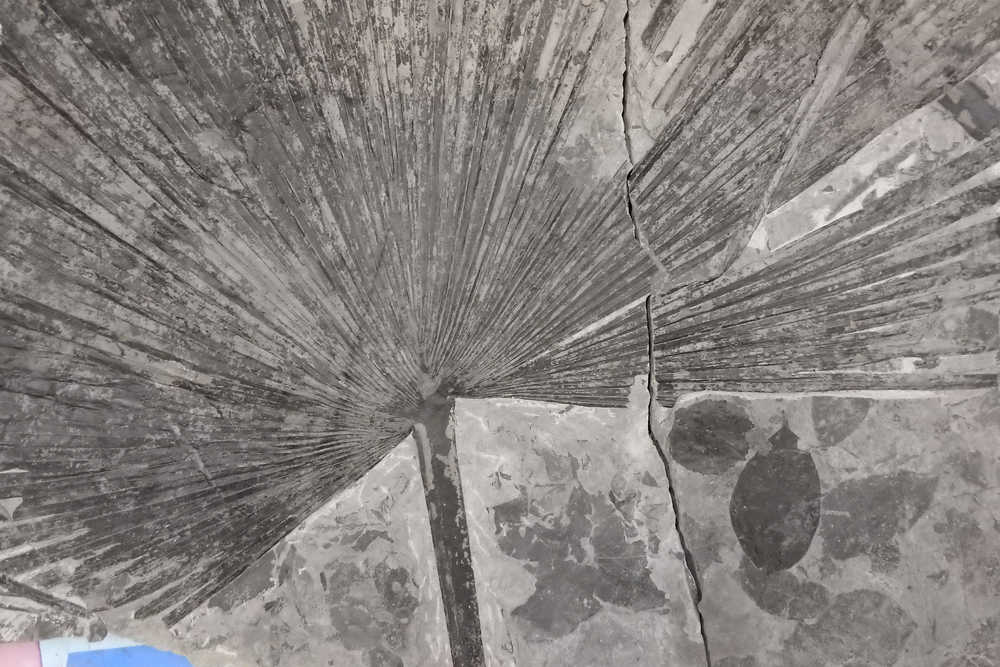 USFS Forest Geologist Jim Baichtal and a team unearthed this palm leaf frond fossil near Kake; It's estimated to be from around 50 million years ago, when Southeast Alaska's climate was much warmer.
