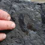 The frond here is a 50 million year old fossil of a metasequoia leaf - an ancestor of the modern redwood tree.