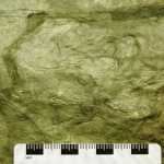 USFS Forest Geologist Jim Baichtal and a team unearthed these perissodactyl tracks near Kake. These fossils are around 50 to 55 million years old, and Baichtal says they're likely the tracks of Hyracotherium, an early ancestor of the horse.