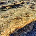 Animal tracks from the Eocene period, 50 million years ago, remain along the shores of a bay near Kake.