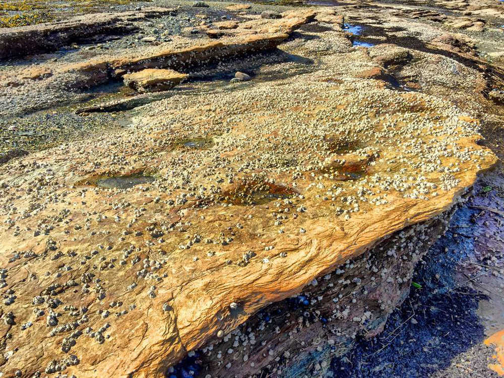 Animal tracks from the Eocene period, 50 million years ago, remain along the shores of a bay near Kake.