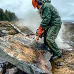 USFS geologist Jim Baichtal saws out a rock slab full of fossils on the shores of a bay near Kake.