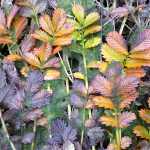Pacific silverweed in autumn dress. This plant, which prefers to live in tidal marshes, has roots which were a staple food in Alaska and Washington. According to the USDA plant database, silverweed roots were dug in large quantities, cooked, and often dried for winter and used as a trade item. The roots were generally harvested in the fall, after the leaves had started to died for the winter. Clumps of roots were pried up with a digging stick, and the edible roots - long and sometimes spindle-shaped, with striated, brown skins, were broken off. The roots were always cooked through boiling or roasting to remove the bitter flavor. After cooking, they taste like parsnips.