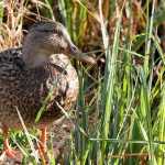 A female mallard enjoys a sunny spot on Oct. 8.