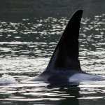 A bull orca surfaces near the Douglas Bridge as a pod of three toured Gastineau Channel on Wednesday.