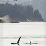 Gulls follow a pod of three orcas north of the Douglas Bridge in Gastineau Channel on Wednesday.