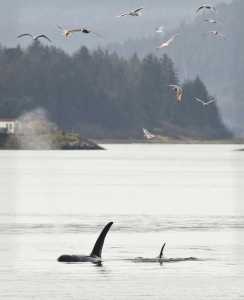 Gulls follow a pod of three orcas north of the Douglas Bridge in Gastineau Channel on Wednesday.