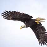 A bald eagle soars above the lens of Kenneth J. Gill in Juneau.