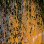 Moss-covered wall, Cope Park.