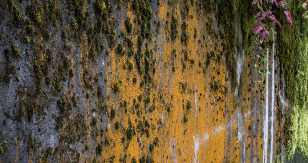 Moss-covered wall, Cope Park.