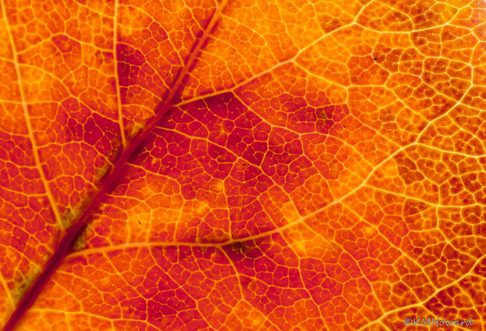 Vein patterns on an autumn leaf.