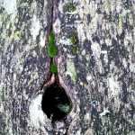 Railing at the Nisqually Wildlife Refuge, Washington, Oct. 8