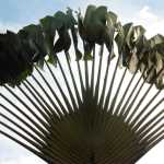 A fan of palms arcing into the sky in Mexico in Oct.