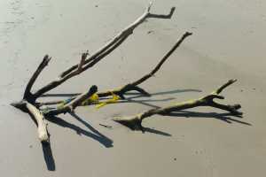 Beach driftwood reaching for the ocean in Banderas Bay, Mexico.