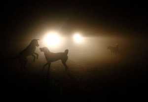 In this Jan. 14, 2012 photo, dogs play on a street in Lumbini, believed to be the birthplace of Buddha, southwest of Katmandu, Nepal. In a paper released Monday in the Proceedings of the National Academy of Sciences, researchers say man's best friend may have evolved somewhere near what is now Nepal and Mongolia.