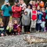 Local families watch the release of "Heli," a four-month-old female harbor seal at False Outer Point on Monday. Heli was found on July 20 suffering from a high temperature, dehydration, maternal neglect and multiple puncture wounds. She was flown to the Alaska SeaLife Center in Seward for rehabilitation.