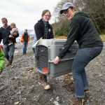 Aleria Jensen, Marine Mammal Stranding Coordinator for NOAA, right, and Halley Warner, Marine Mammal Stranding Coordinator for the Alaska SeaLife Center in Seward, carry "Heli," a four-month-old female harbor seal to her release place at False Outer Point on Monday. Heli was found on July 20 suffering from a high temperature, dehydration, maternal neglect and multiple puncture wounds. She was flown to the Alaska SeaLife Center in Seward for rehabilitation.