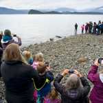 Local families watch the release of "Heli," a four-month-old female harbor seal at False Outer Point on Monday. Heli was found on July 20 suffering from a high temperature, dehydration, maternal neglect and multiple puncture wounds. She was flown to the Alaska SeaLife Center in Seward for rehabilitation.