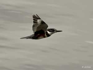 A belted kingfisher in late summer flies past a rocky shore in Tenakee Springs.